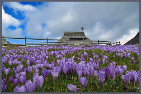 Med žafrane na Veliko planino 1